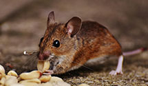 24 Hour & Emergency Exterminators in Palmetto, GA